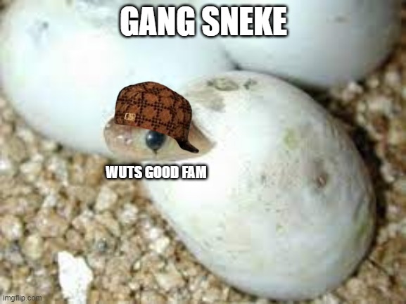 Gangsta sneke says: | GANG SNEKE; WUTS GOOD FAM | image tagged in funny,snake,gangsta | made w/ Imgflip meme maker