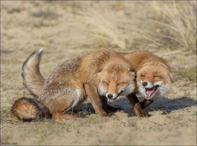 Foxes laughing | image tagged in foxes laughing | made w/ Imgflip meme maker