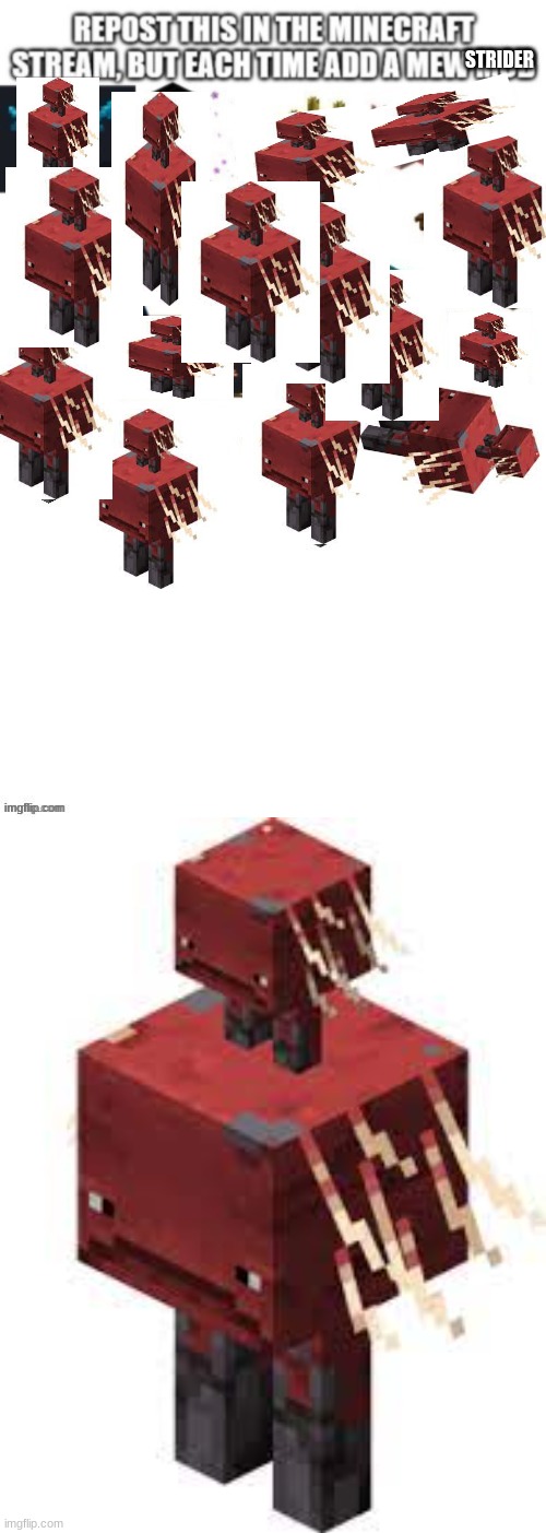 the horse that walks on magma | STRIDER | image tagged in minecraft | made w/ Imgflip meme maker