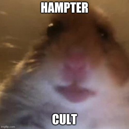 Hampter life | HAMPTER; CULT | image tagged in hampter | made w/ Imgflip meme maker