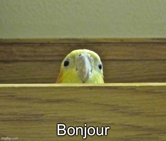 The Birb | Bonjour | image tagged in the birb | made w/ Imgflip meme maker