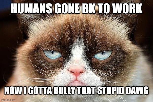 Grumpy Cat Not Amused | HUMANS GONE BK TO WORK; NOW I GOTTA BULLY THAT STUPID DAWG | image tagged in memes,grumpy cat not amused,grumpy cat | made w/ Imgflip meme maker