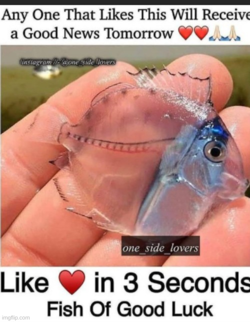 not asking for likes just like..LOOK AT THIS AWESOME FISH | made w/ Imgflip meme maker