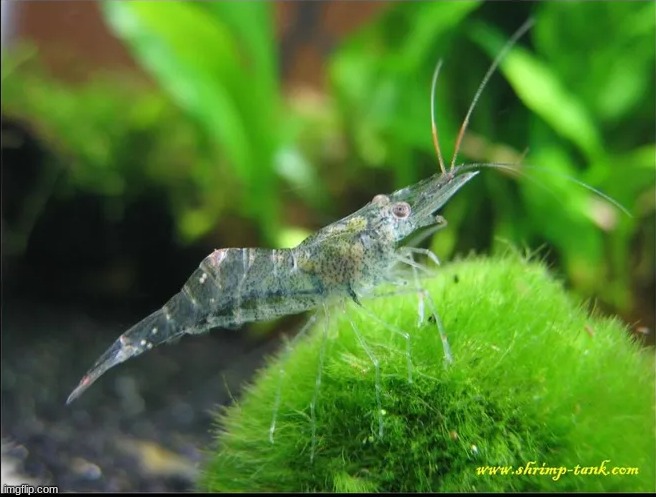 Ghost shrimp | made w/ Imgflip meme maker