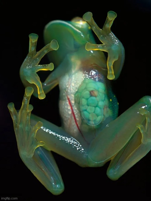 Glass frog | made w/ Imgflip meme maker