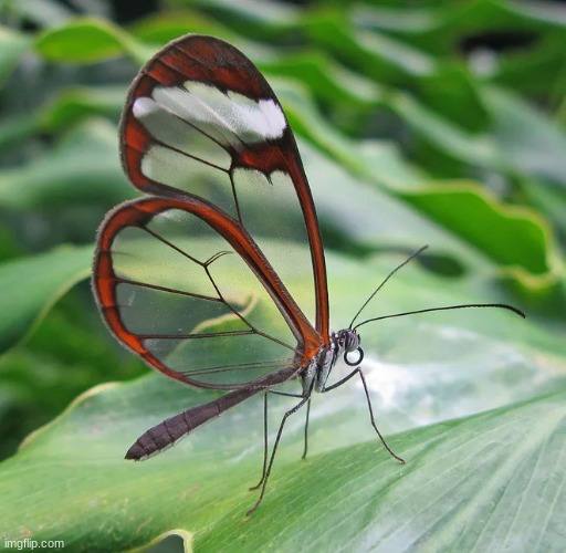 Glasswing butterfly | made w/ Imgflip meme maker