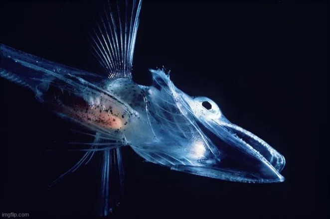 Crocodile Icefish | made w/ Imgflip meme maker