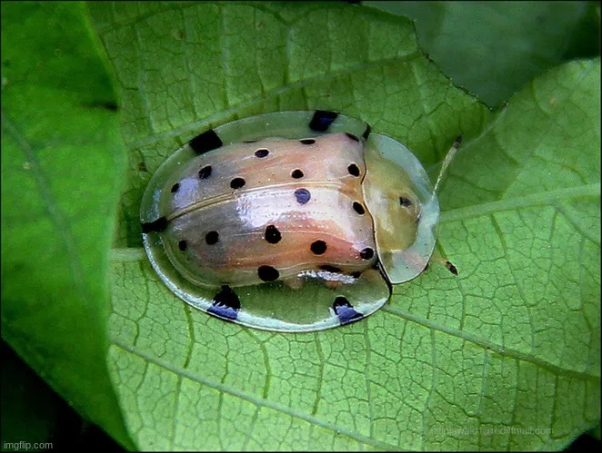 Tortoise Shell Beetle | made w/ Imgflip meme maker