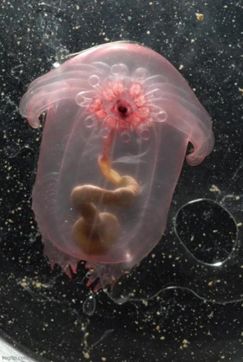 Transparent Sea Cucumber | made w/ Imgflip meme maker