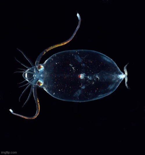 Glass Squid | made w/ Imgflip meme maker