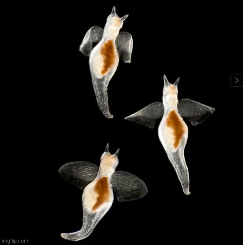 Sea Angels | made w/ Imgflip meme maker