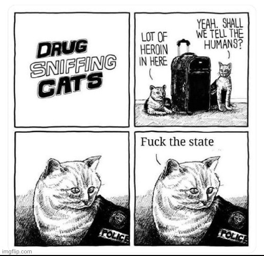 drug sniffing cats | image tagged in cats,heroin,drugs,fbi,government,cute cat | made w/ Imgflip meme maker