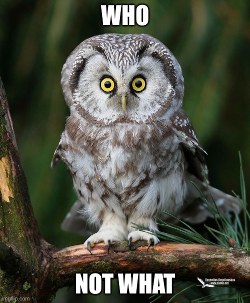 What did the owl say? | WHO; NOT WHAT | image tagged in owl,who | made w/ Imgflip meme maker