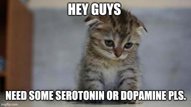 Please gib dark jokes | HEY GUYS; NEED SOME SEROTONIN OR DOPAMINE PLS. | image tagged in sad kitten | made w/ Imgflip meme maker