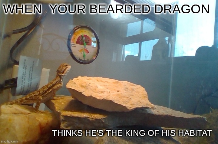 WHEN  YOUR BEARDED DRAGON; THINKS HE'S THE KING OF HIS HABITAT | image tagged in funny | made w/ Imgflip meme maker