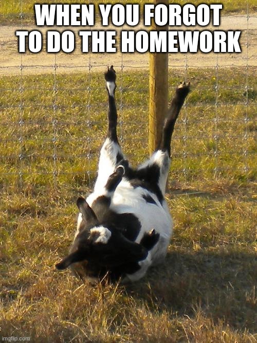 Fainting Goat | WHEN YOU FORGOT TO DO THE HOMEWORK | image tagged in fainting goat | made w/ Imgflip meme maker