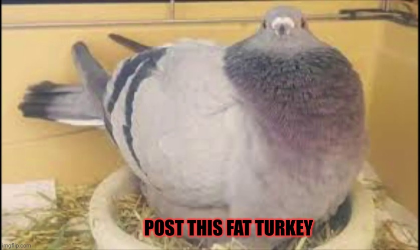 Post this Turkey | POST THIS FAT TURKEY | image tagged in post this turkey,turkey,happy thanksgiving,nom nom nom | made w/ Imgflip meme maker