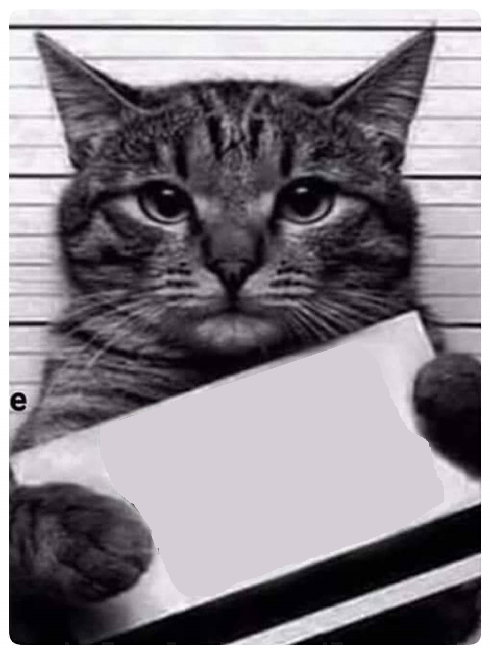High Quality cat prison Blank Meme Template