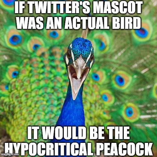 Hypocritical Peacock | IF TWITTER'S MASCOT WAS AN ACTUAL BIRD; IT WOULD BE THE HYPOCRITICAL PEACOCK | image tagged in hypocrisy,hypocrite,hypocrites | made w/ Imgflip meme maker