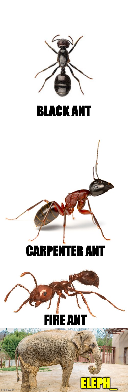 Ants | BLACK ANT; CARPENTER ANT; FIRE ANT; ELEPH_ | image tagged in bad pun | made w/ Imgflip meme maker