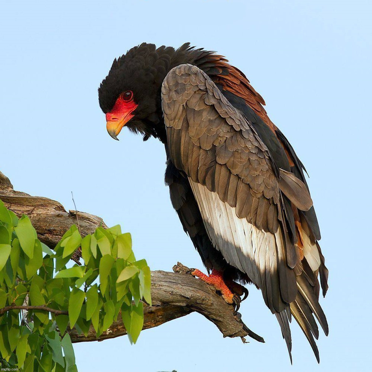Bateleur Eagle | image tagged in awesome | made w/ Imgflip meme maker