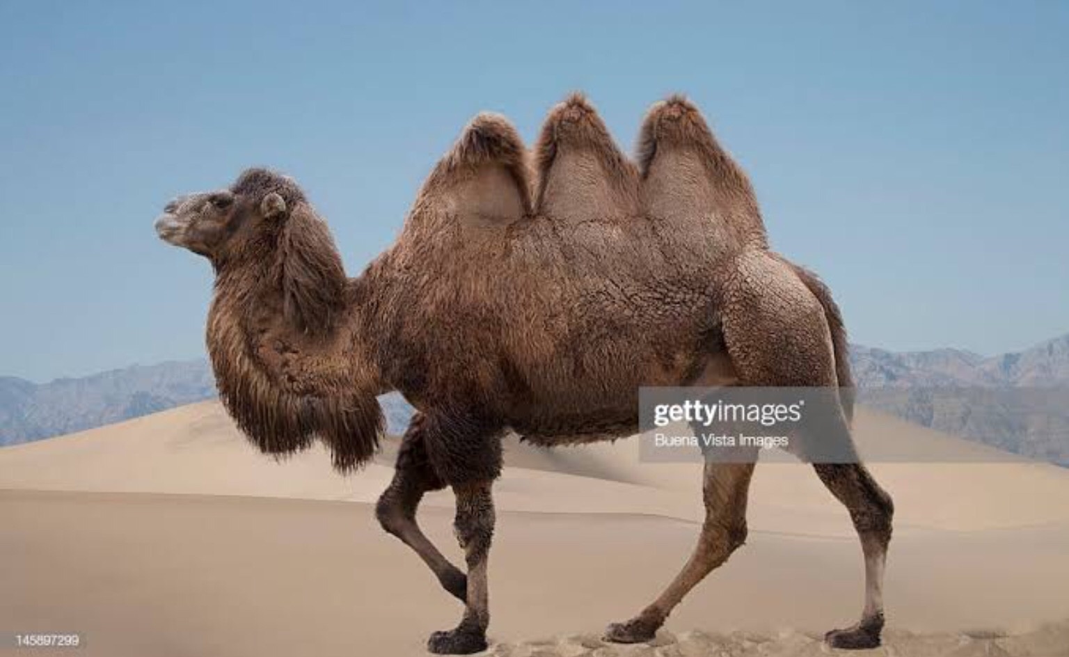 High Quality 3 humped camel Blank Meme Template