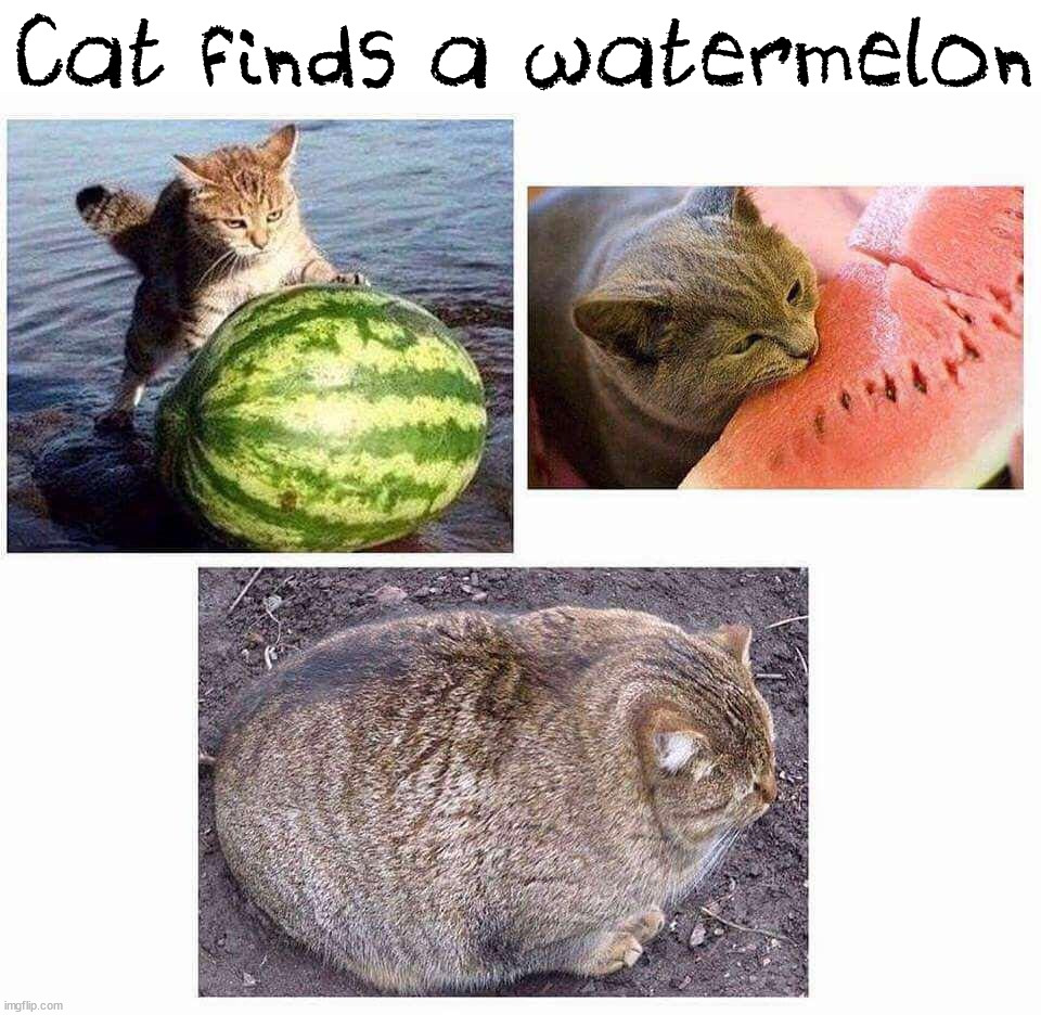 Cat finds a watermelon | image tagged in cats | made w/ Imgflip meme maker