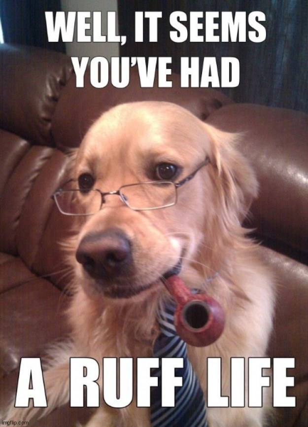 image tagged in dogs | made w/ Imgflip meme maker