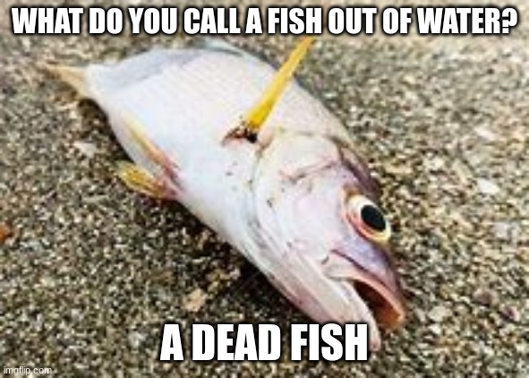 dead fish | WHAT DO YOU CALL A FISH OUT OF WATER? A DEAD FISH | image tagged in dead fish | made w/ Imgflip meme maker