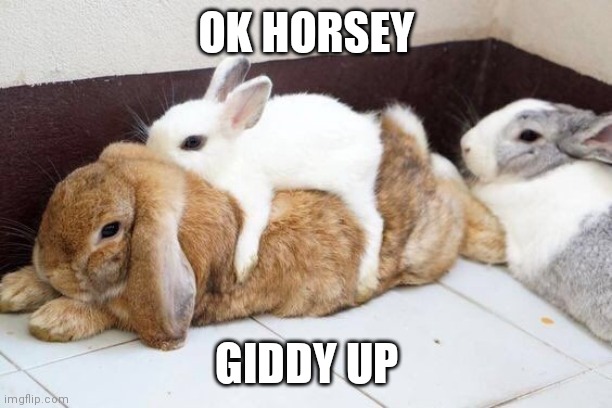 BUNNY RIDE | OK HORSEY; GIDDY UP | image tagged in bunny,bunnies,rabbits | made w/ Imgflip meme maker