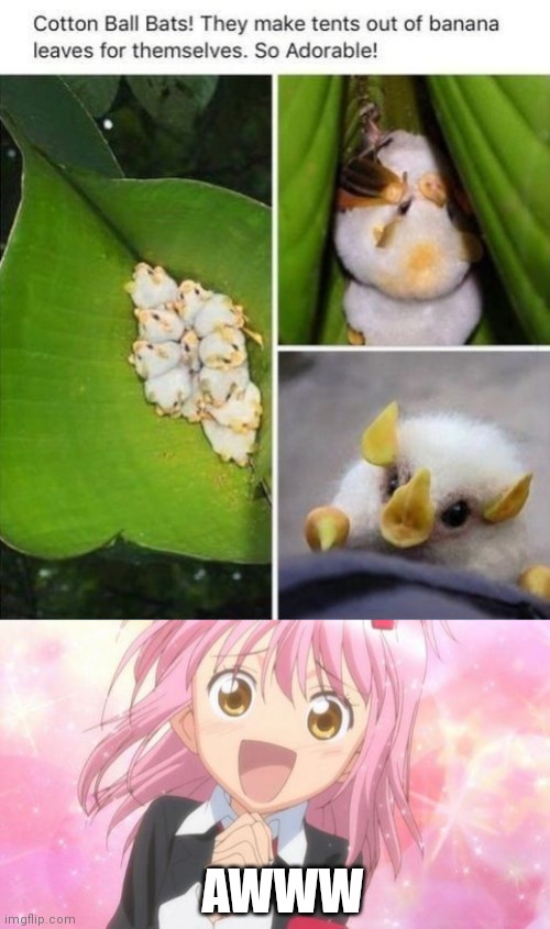 THAT'S JUST CUTE |  AWWW | image tagged in aww anime girl,bats,cute,aww | made w/ Imgflip meme maker