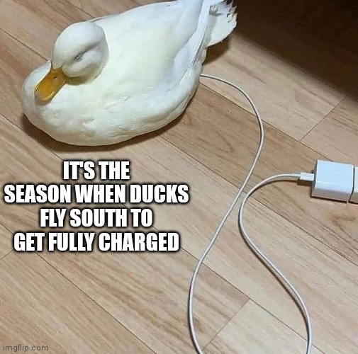 CHARGING | IT'S THE SEASON WHEN DUCKS FLY SOUTH TO GET FULLY CHARGED | image tagged in ducks,charger,duck | made w/ Imgflip meme maker