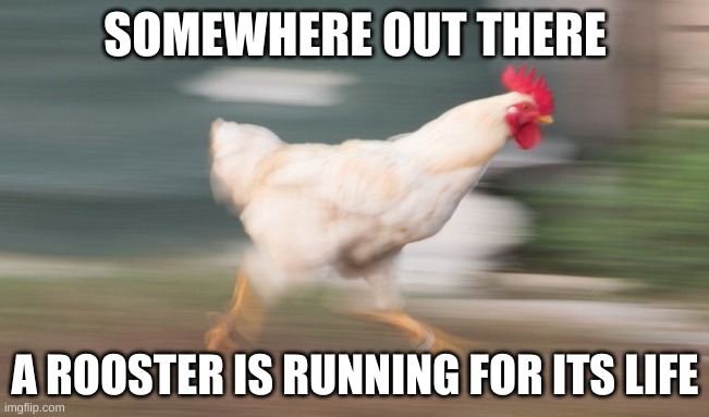He said he quits | SOMEWHERE OUT THERE; A ROOSTER IS RUNNING FOR ITS LIFE | image tagged in run,rooster | made w/ Imgflip meme maker