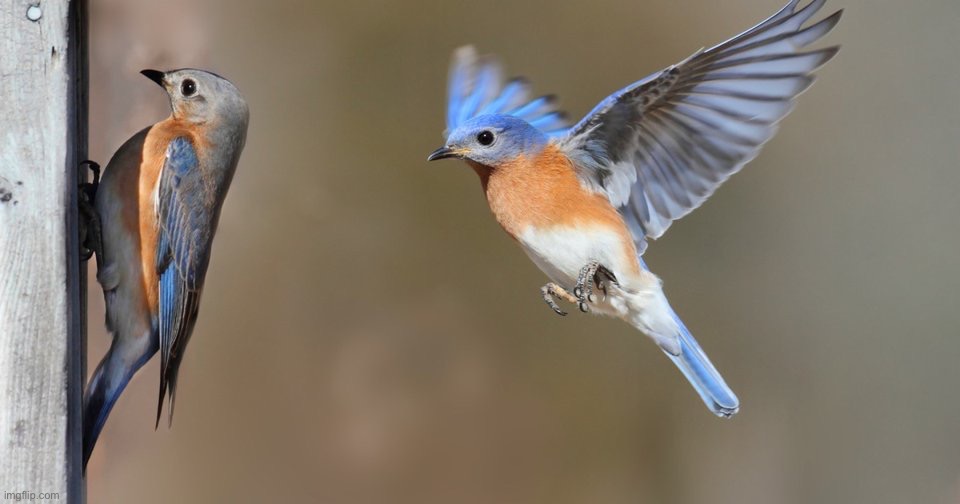 Eastern Bluebirds | image tagged in memes | made w/ Imgflip meme maker