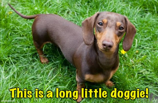 This is a long little doggie! | made w/ Imgflip meme maker