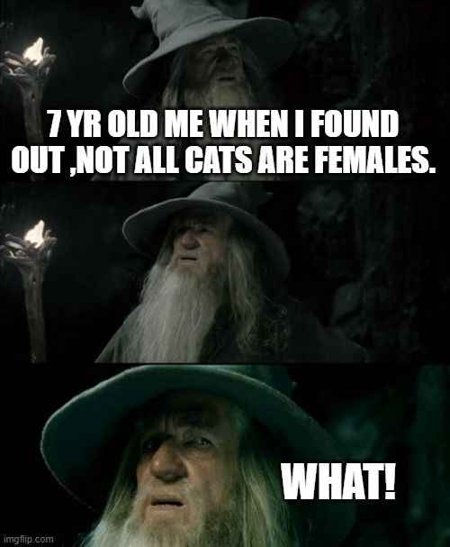 what even is this |  7 YR OLD ME WHEN I FOUND OUT ,NOT ALL CATS ARE FEMALES. WHAT! | image tagged in memes,confused gandalf | made w/ Imgflip meme maker