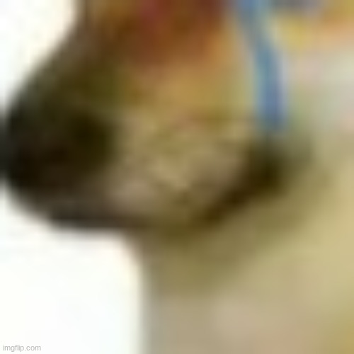 image tagged in doggo,doge,cheems,tom cat unsettled close up,doggie,buff doge vs crying cheems | made w/ Imgflip meme maker