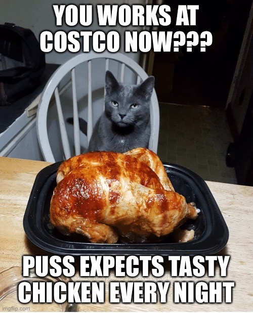costco chicken lolcats | YOU WORKS AT COSTCO NOW??? PUSS EXPECTS TASTY CHICKEN EVERY NIGHT | image tagged in lolcats,costco | made w/ Imgflip meme maker