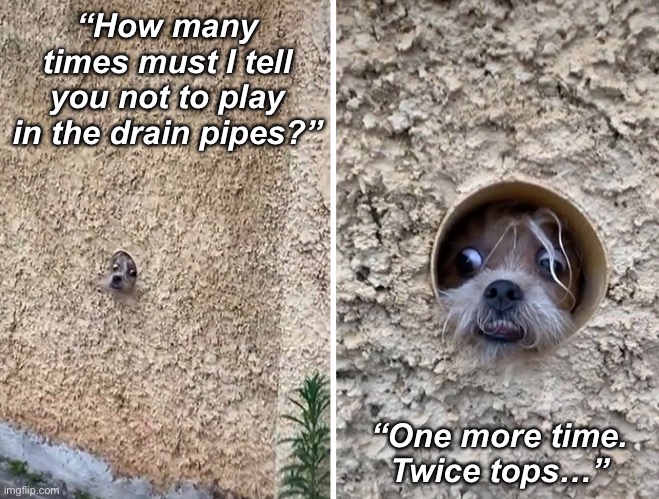 Tunnel of Mischief | “How many times must I tell you not to play in the drain pipes?”; “One more time.
Twice tops…” | image tagged in funny memes,funny dogs | made w/ Imgflip meme maker