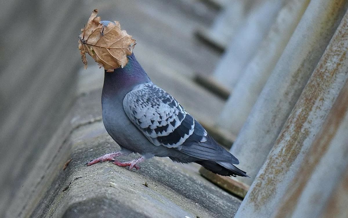 High Quality Pigeon Blank Meme Template