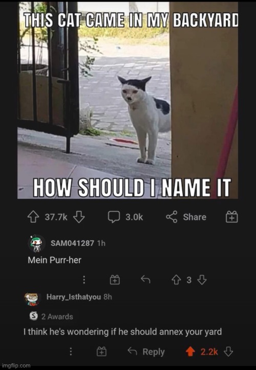  WW CAT | image tagged in memes | made w/ Imgflip meme maker