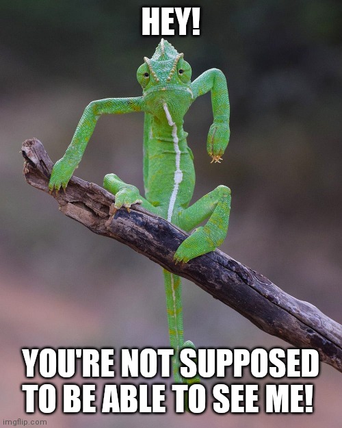 Chameleon Camouflage | HEY! YOU'RE NOT SUPPOSED TO BE ABLE TO SEE ME! | image tagged in funny memes,funny animals,humor | made w/ Imgflip meme maker