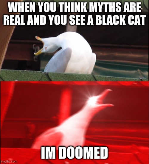 Screaming bird |  WHEN YOU THINK MYTHS ARE REAL AND YOU SEE A BLACK CAT; IM DOOMED | image tagged in screaming bird | made w/ Imgflip meme maker