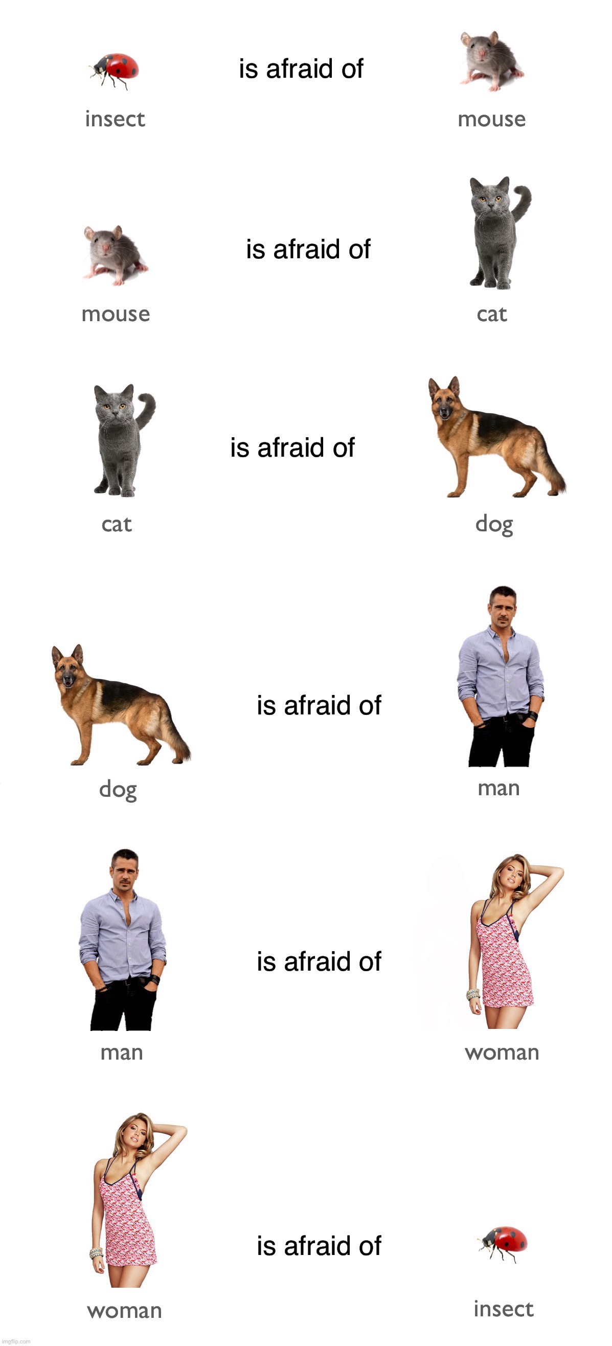 Everyone has a fear | An insect is afraid of a mouse. A mouse is afraid of a cat. A cat is afraid of a dog. A dog is afraid of a man. A man is afraid of a woman. A woman is afraid of an insect. | image tagged in funny,memes,animals,be afraid,funny because it's true,animal kingdom | made w/ Imgflip meme maker