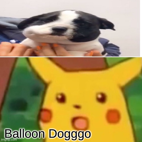 Surprised Pikachu | Balloon Dogggo | image tagged in memes,surprised pikachu | made w/ Imgflip meme maker