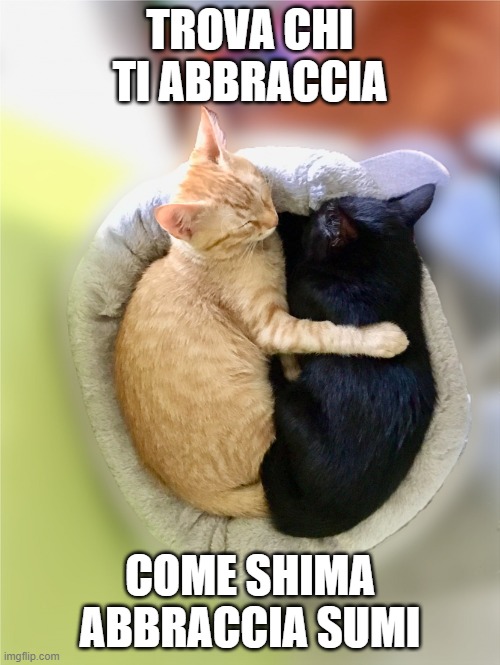 Shima abbraccia Sumi | TROVA CHI TI ABBRACCIA; COME SHIMA ABBRACCIA SUMI | image tagged in cats,gatti,abbracci,hugs,cute cats | made w/ Imgflip meme maker