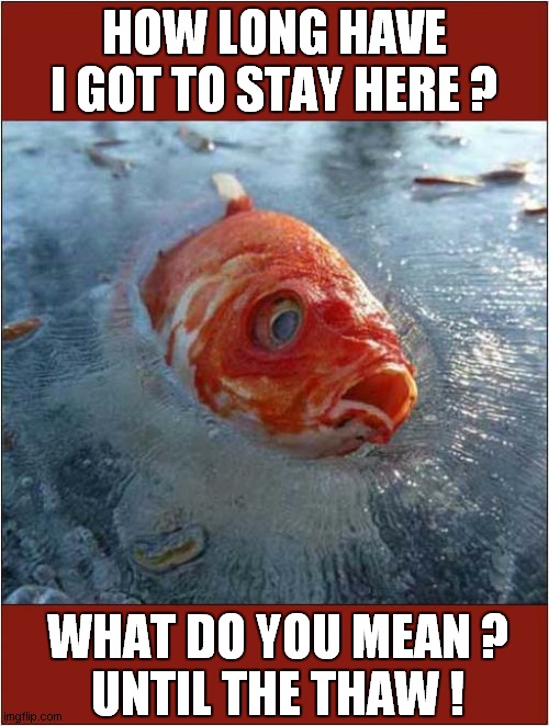 A Frozen Goldfish ! | HOW LONG HAVE I GOT TO STAY HERE ? WHAT DO YOU MEAN ?
UNTIL THE THAW ! | image tagged in fish,frozen | made w/ Imgflip meme maker