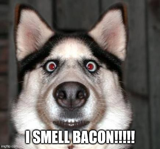 dogs face when he has to fart | I SMELL BACON!!!!! | image tagged in dogs face when he has to fart | made w/ Imgflip meme maker