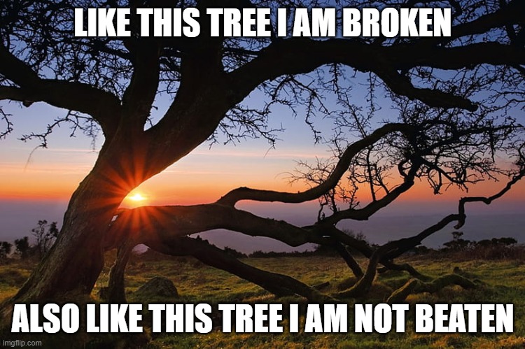 broken not beaten | LIKE THIS TREE I AM BROKEN; ALSO LIKE THIS TREE I AM NOT BEATEN | image tagged in broken,not,tree | made w/ Imgflip meme maker