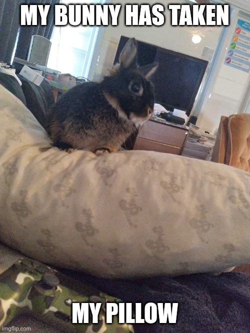 I GUESS I'LL HAVE TO GET ANOTHER | MY BUNNY HAS TAKEN; MY PILLOW | image tagged in bunny,rabbit,bunnies | made w/ Imgflip meme maker